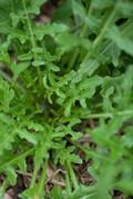 Eruca Sativa